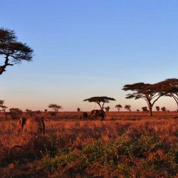 travel_africa_sabana travel_africa_sabana